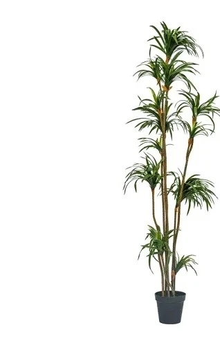 Simulatie Dracaena Dracaena Ma - Dracaena Marginata recensie en prijs
