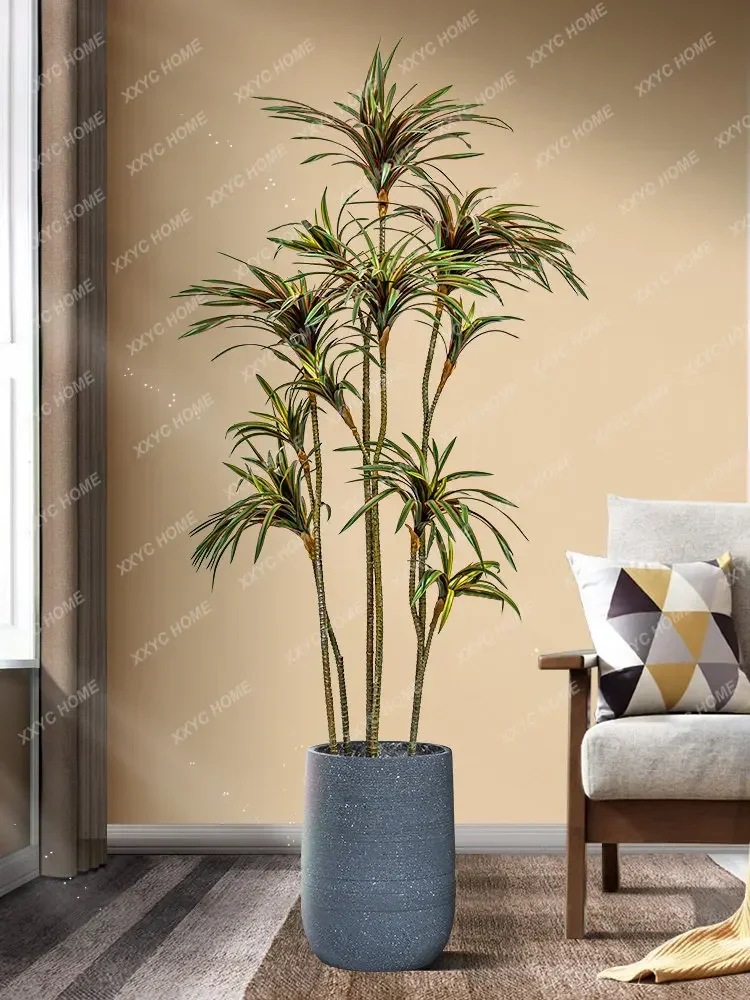 Simulatie Dracaena Dracaena Ma - Dracaena Marginata recensie en prijs