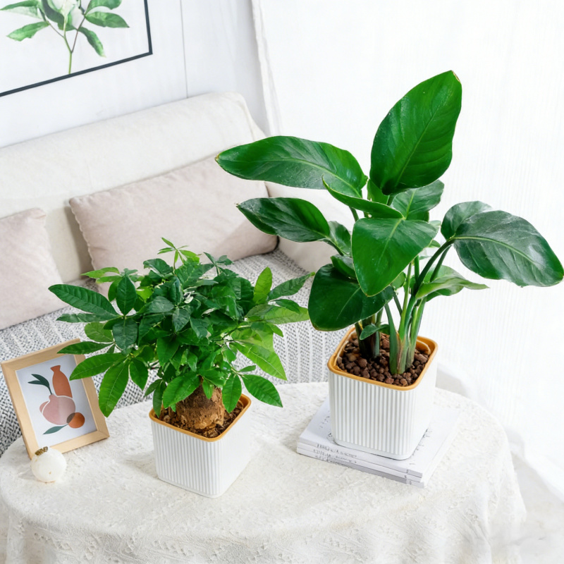 Zelfwatergevende bloempot voor - Aloe Vera Pot recensie en prijs