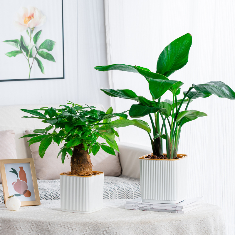 Zelfwatergevende bloempot voor - Aloe Vera Pot recensie en prijs
