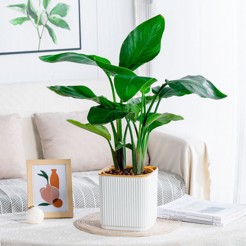Zelfwatergevende bloempot voor - Aloe Vera Pot recensie en prijs