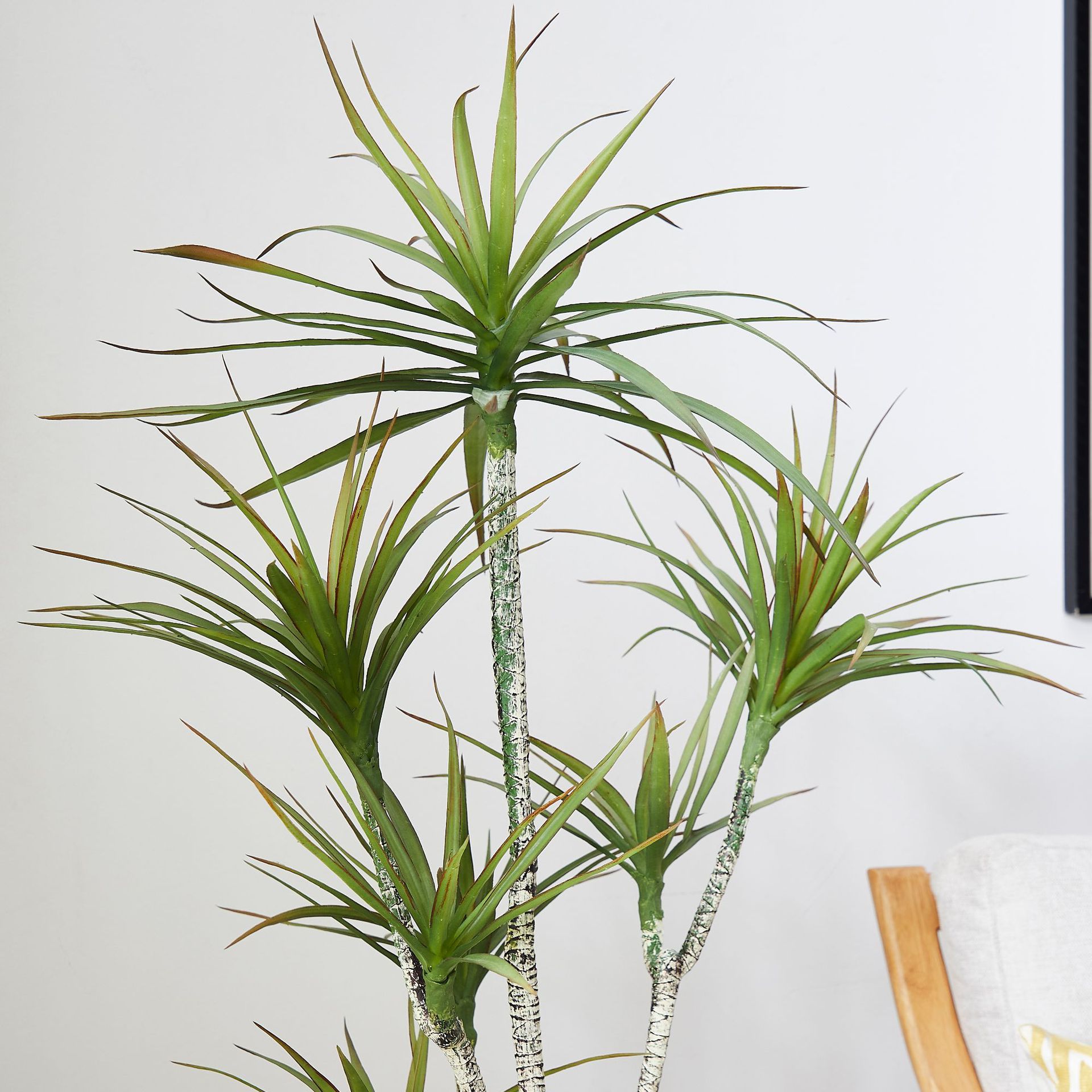 Kunstmatige plastic ingemaakte - Dracaena Marginata recensie en prijs
