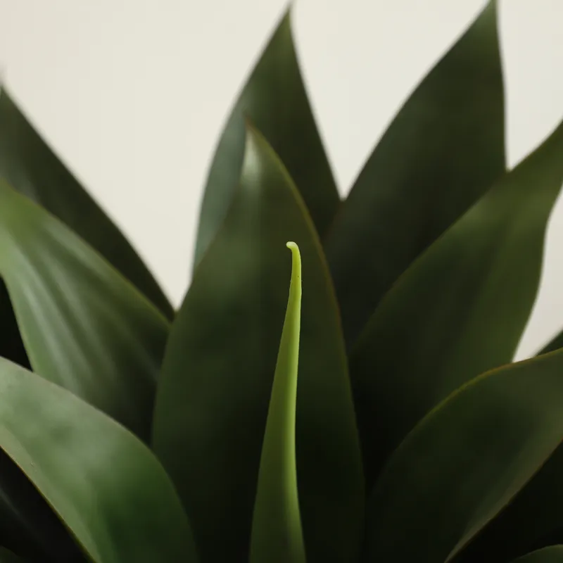 Kunstmatige Aloë Vera plant in - Aloe Vera Pot recensie en prijs